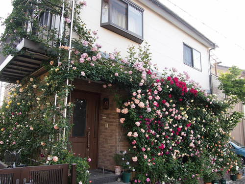 バラの開花シーズン