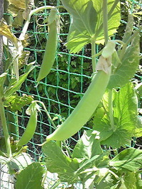 今夜のおつまみたち 2012/04/29 11:10:14