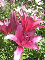 やっぱり Magenta が 好き 2012/06/16 11:44:49