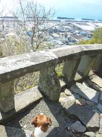 mixi静岡ジャック☆寒桜　久能山編