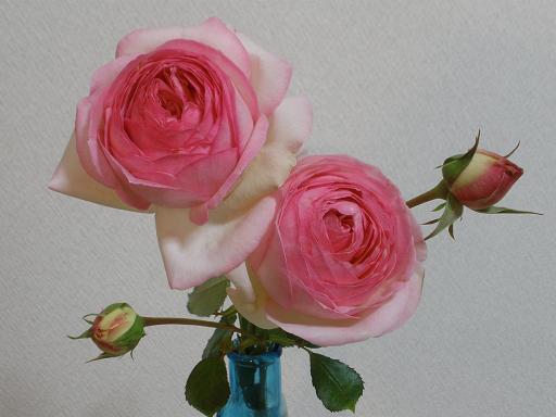 今年のバラは、冬でも開花