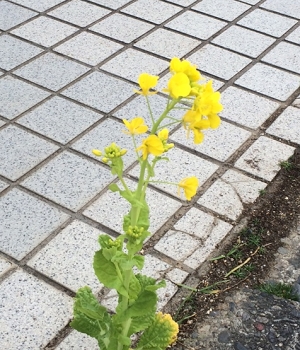 菜の花