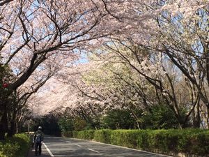 桜のトンネル