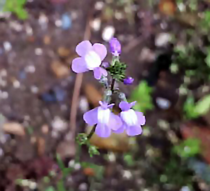 紫のお花