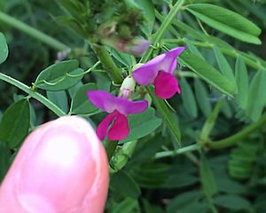 ピンクのお花小さいね