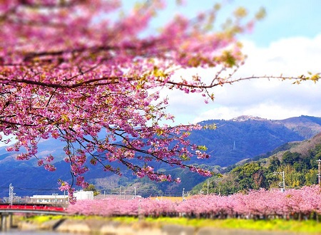 2016年2月19日、見ごろの河津桜をおすそわけ