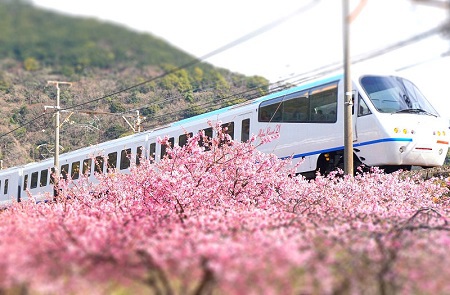 2016年2月19日、見ごろの河津桜をおすそわけ