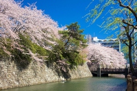 咲かぬなら、咲かせてみせよう、駿府城の桜（字余り）