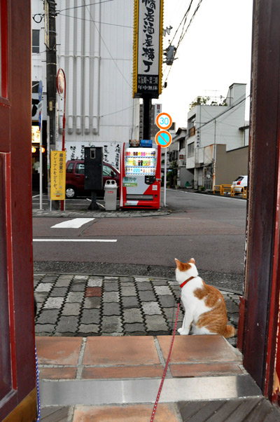 猫カフェ