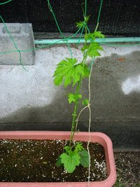 復活！