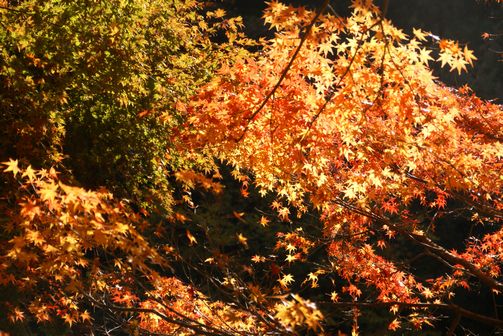 紅葉