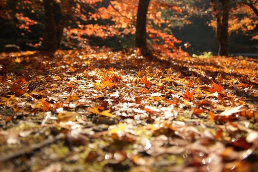 紅葉