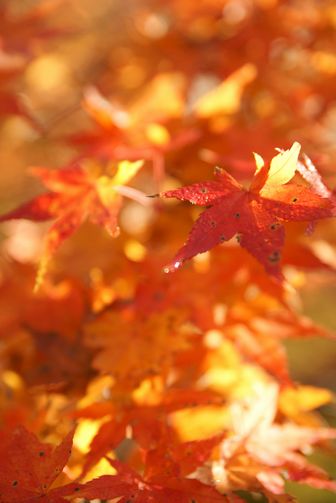 紅葉