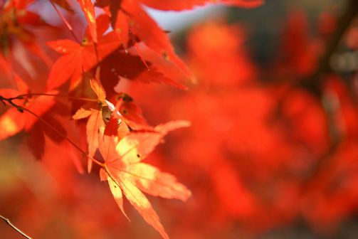 紅葉