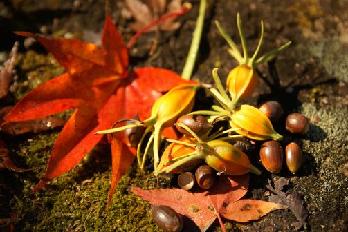 紅葉