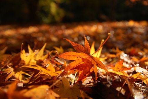 紅葉③