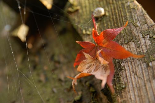 紅葉③