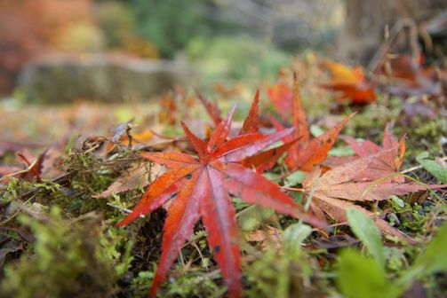 紅葉③