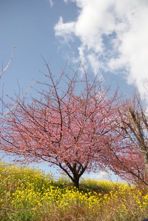 桜の撮影会♪