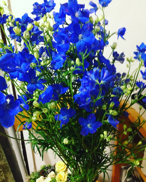 静岡 パーソナルカラー診断 メイク Purecolor ピュアカラー メイクレッスン 自宅サロン サムシングブルー にちなんで付けられた花言葉と デルフィニウム シネンシス系
