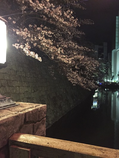 駿府城　桜が見ごろ！