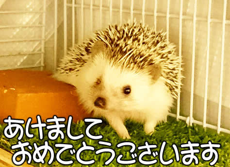 寒さに弱いハリネズミなのであります