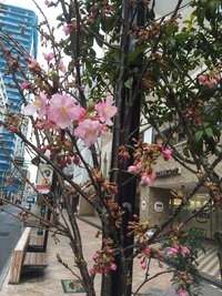 桜並木の七間町通り 2017/02/09 17:41:49