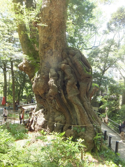 来宮神社　大楠