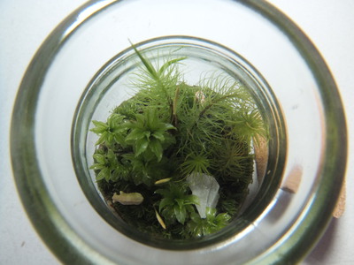 苔テラリウム　3種類の苔