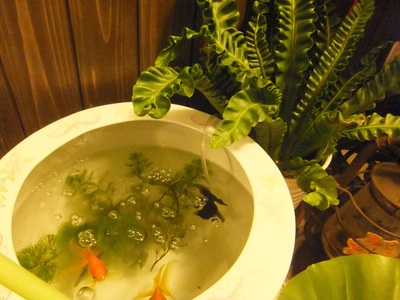 金魚