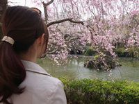さくら舞う凱旋 2018/04/03 19:06:20