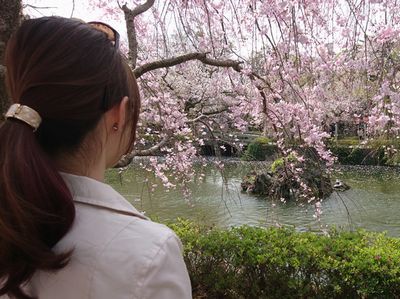 三嶋大社の桜