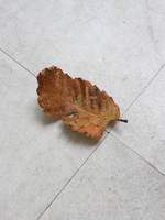 落ち葉がヒラリ