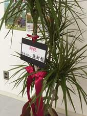 まだ名のわからない植物