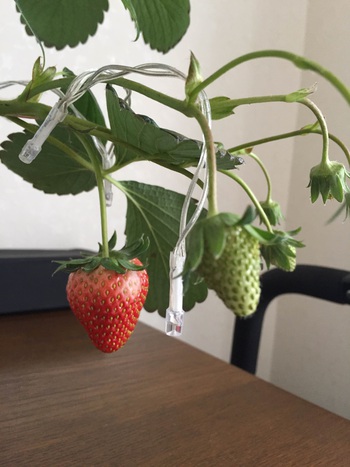 赤くなった！