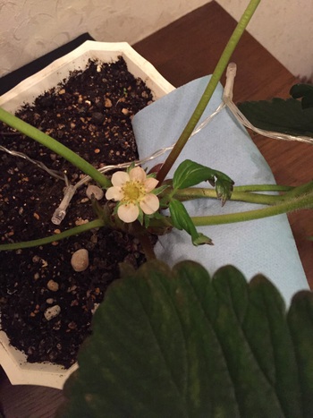いちごの花
