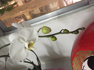 新芽