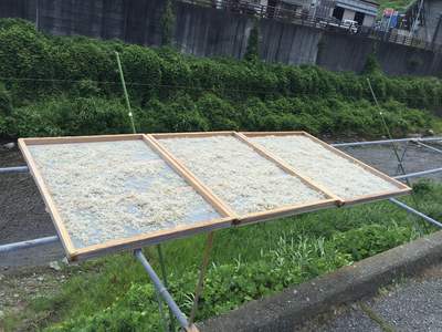 天日干しちりめん