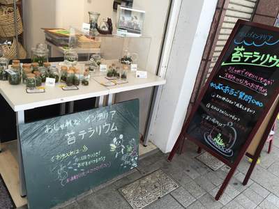 コレモストア店頭　苔テラリウムコーナー