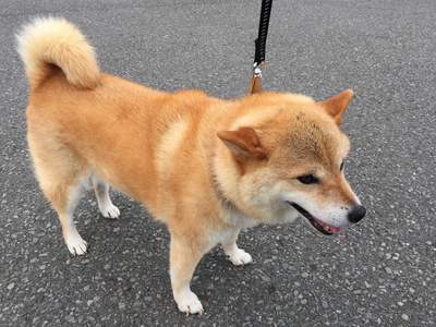 酢味噌職人さくら