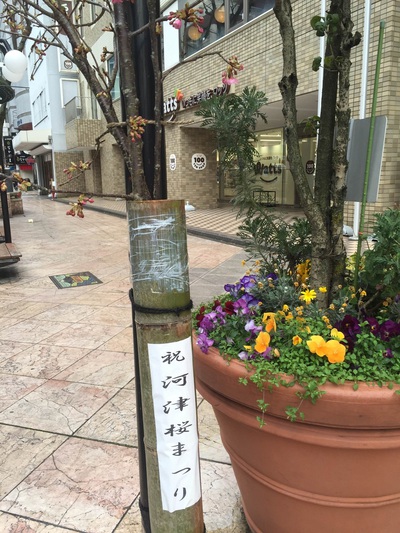 七間町通り　河津桜