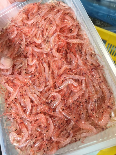 生桜えび