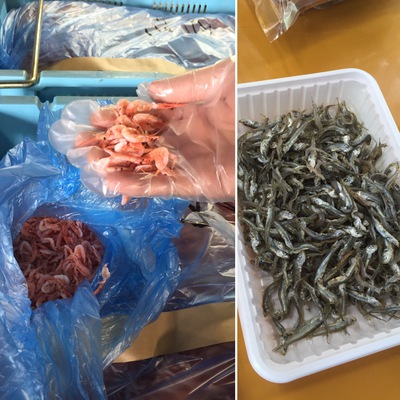 釜揚げ桜えび　ちりめん