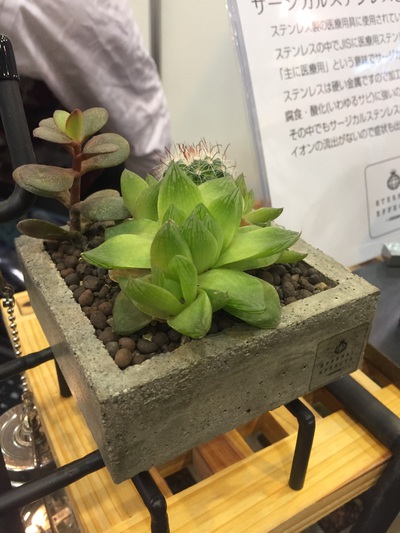 ETERNAL EFFECTS　多肉植物の鉢植え