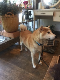 真っ白な贈り物 2018/07/05 10:45:52