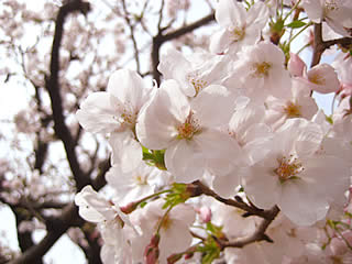 我が家の桜、満開なう