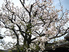 我が家の桜、満開なう