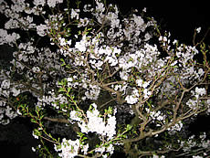 我が家の桜、満開なう