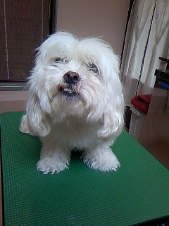 ばっさり☆