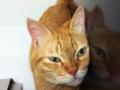 犬・猫ブリーダーの廃業・崩壊